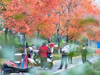 大雪时节 “枫景”如画