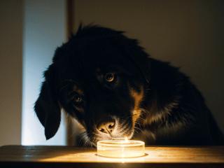 狗狗不慎吞食异物怎么办？