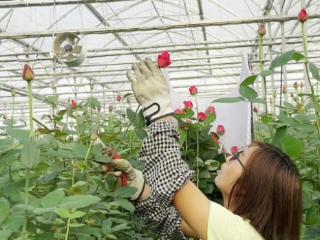 记者探访｜种植“潮流”品种160万株，新泰楼德鲜切花走俏市场