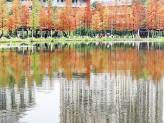 永川：冬日水杉林美景如画