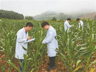 “阻击”草地贪夜蛾（科技视点）