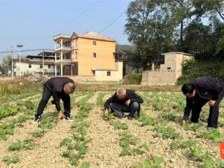 玉屏油菜冬管忙：农技人员到户 良种良法到田 技术要领到人