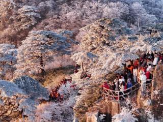 气温降低，黄山出现雾凇美景