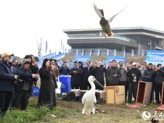 江西永修：37只候鸟顺利“归队”