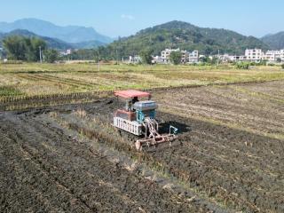 容县：冬种油菜正当时 来年花开好“丰”景