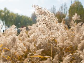 临沂：滨河景区芦苇花轻盈柔美