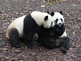 欢迎回家！三只旅比大熊猫平安落地成都