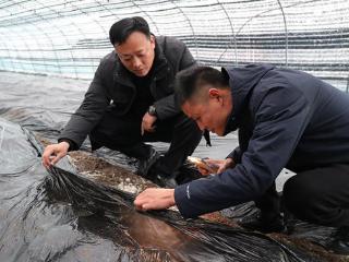 安徽涡阳：羊肚菌种植 助力乡村振兴