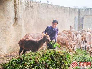 廖财应：以鹿为媒 铺就幸福致富“鹿”