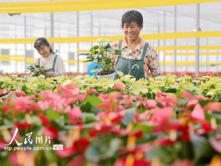 山东东营：管护花卉