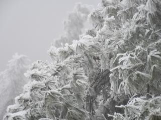 高海拔山区惊现绝美雾凇奇景，如入冰雪仙境