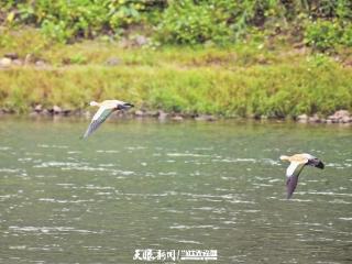 赤麻鸭飞到赤水河