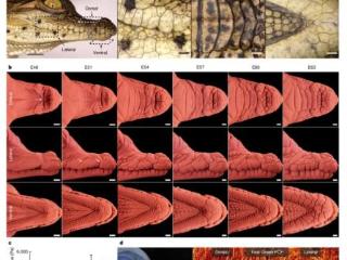 鳄鱼头部鳞片如何形成？最新研究确认为机械折叠过程而非遗传机制