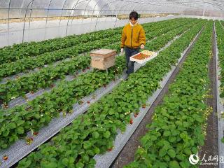 宁波奉化：草莓飘香采摘忙