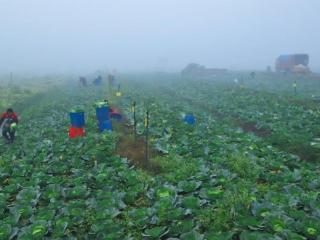 资阳安岳：冬日菜园香满地，粮蔬轮作富万家