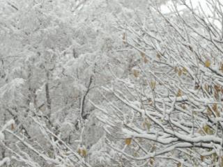 又是一片白茫茫！威海迎来今冬第三场雪！