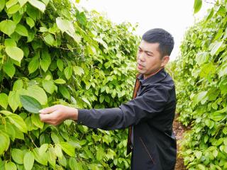 海南文昌蓬莱镇 ：全国首个农文旅融合的胡椒产业小镇正在成形