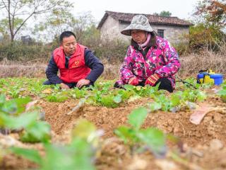 江西南丰：田间把脉问诊，助力油菜冬管