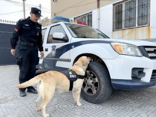 青岛平度：警犬“小萌新”入职啦！“犬”力以赴 守护平安