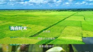 海南农业宣传片《北纬18°的绿》引围观