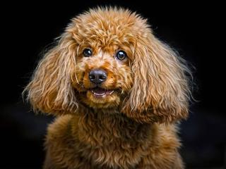 都说花豹可以上树捉猴子，那就看看花豹上树捉猴图