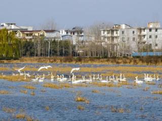 淮河蒙洼湿地迎来百余只野天鹅