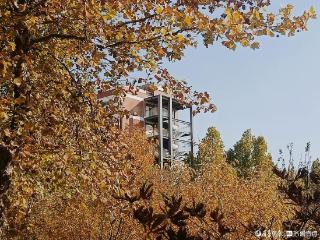 寻找山东最美大学|泰山学院王海森：《院中小景》