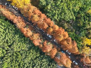 两江新区：层林尽染 冬景如画