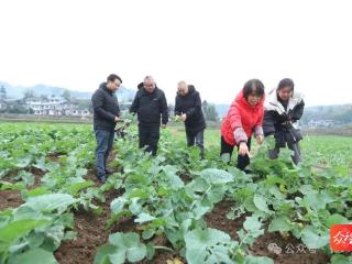 印江：农技人员下田支招 力保油菜安全越冬