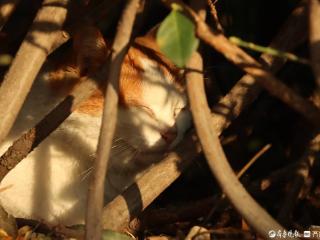 寻找山东最美大学|山东师范大学李晨昕：《秋天的美藏在树丛里》