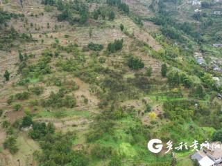 汇川区观音寺村的柑橘熟了，约起！