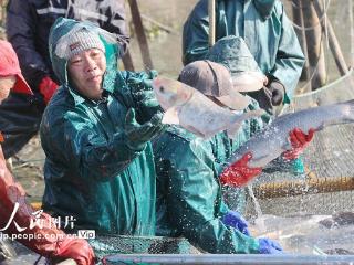 浙江德清：冬捕鲜鱼 供应市场