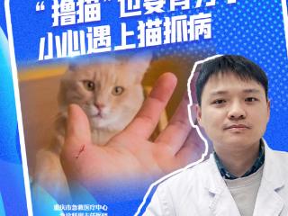 健康微课｜“撸猫”也要有分寸 小心遇上猫抓病