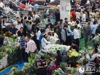 昆明呈贡将举办斗南花卉展览会