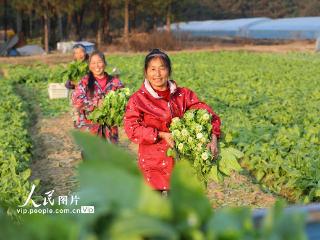 江西泰和：采收蔬菜保供应