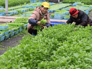 合肥2025年元旦春节“惠民菜篮子”来了