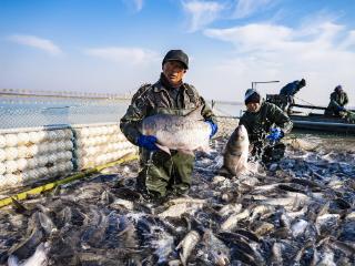 捕获近2万斤！生态系统稳定回馈丰，太白湖撒下冬捕第一网