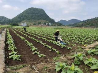 百色烟草：以烟稳粮促进农民增收