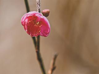 今年有点早！梅花蜡梅都开啦