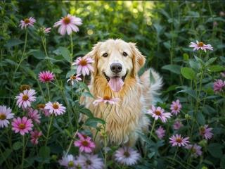 主人家斗牛犬，大金链子小手表，完全一副大佬派头！