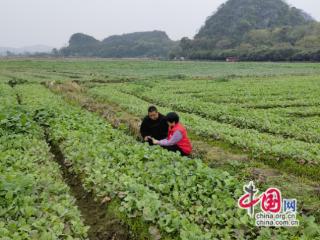 科技服务助力兴安农民冬种油菜实现增产增收