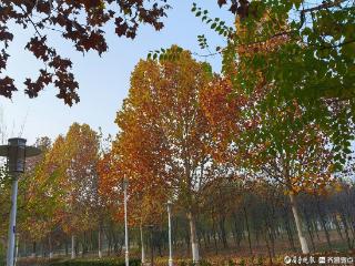 寻找山东最美大学|泰山学院芦春蕾：《落叶轻舞的求知之境》