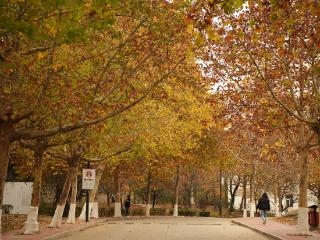 寻找山东最美大学|泰山学院艾博林：《泰院秋风图》