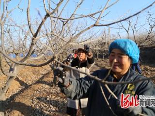 河北迁安：冬闲变冬忙 剪枝望丰收