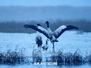 影像贵州丨威宁：黑颈鹤草海舞翩跹