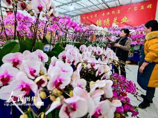 山东青州：新年临近 鲜花俏销