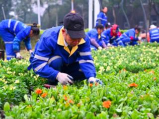 15万盆鲜花扮靓荣昌街头 为市民提前送上“新年礼物”