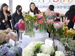 昆明呈贡：斗南花香飘全球 鲜花经济绽活力