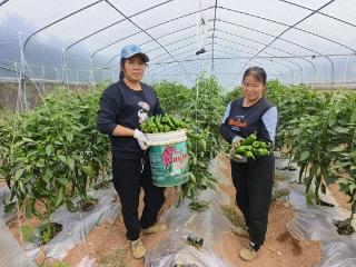 广西金秀：蔬菜种植大棚基地迎来大丰收