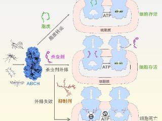 我科学家破解害虫防御和解毒机制